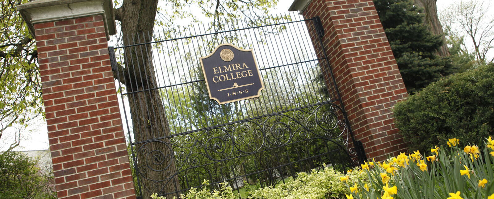 Yellow and white flowers grow in front of a gate bearing an Elmira College sign
