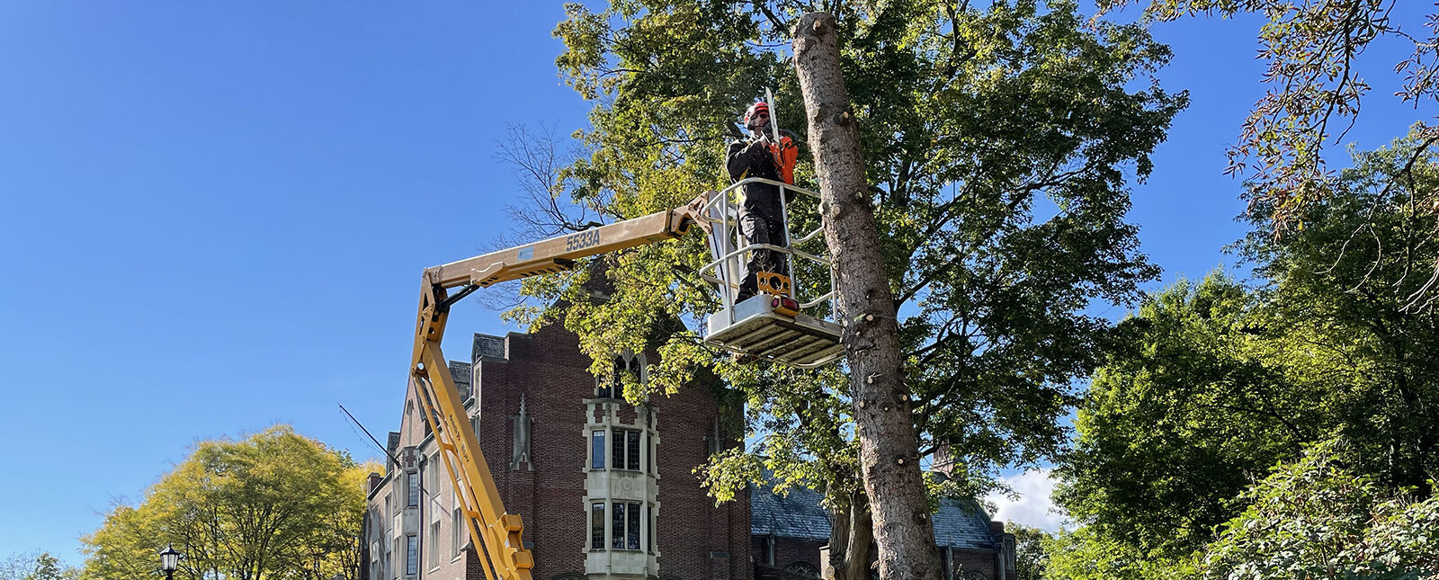 A worker on a crane arm cuts down a tree by Hamilton Hall