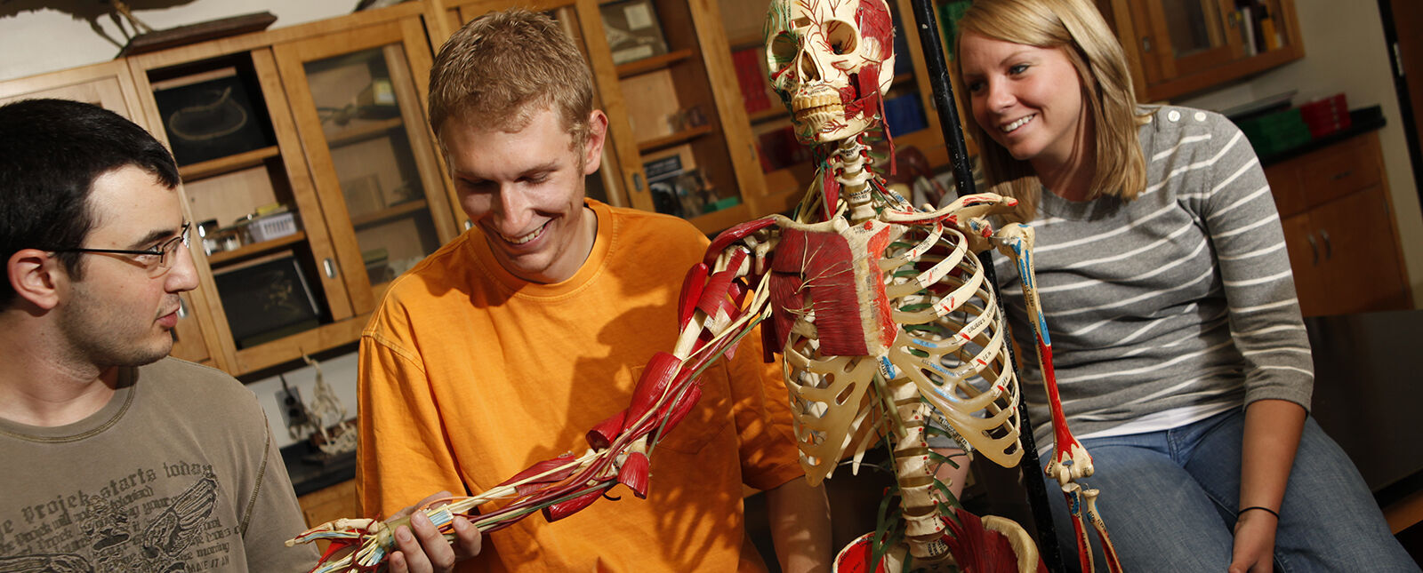 Students stretch out the arm of a model skeleton